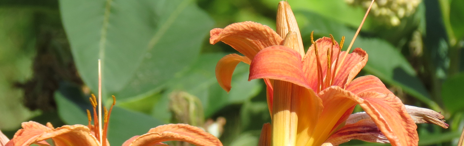 lillies