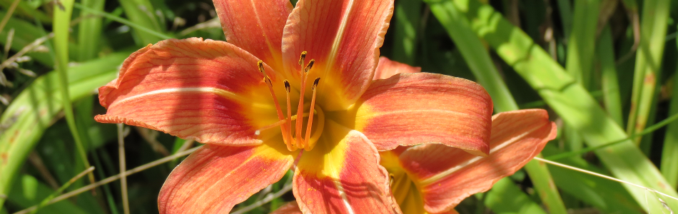 lillies